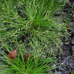 Juncus foliosus unspecified picture