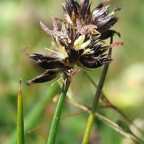 Juncus phaeocephalus unspecified picture