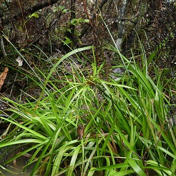 Juncus planifolius unspecified picture