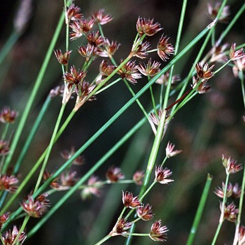 Juncus acuminatus unspecified picture