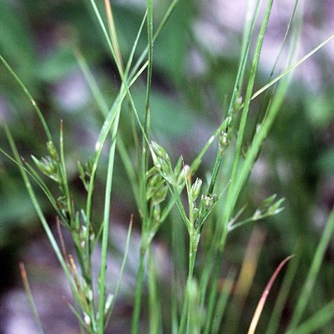 Juncus anthelatus unspecified picture