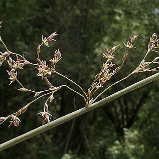 Juncus textilis unspecified picture