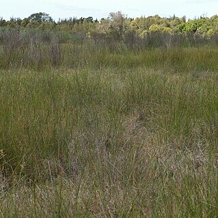 Juncus usitatus unspecified picture