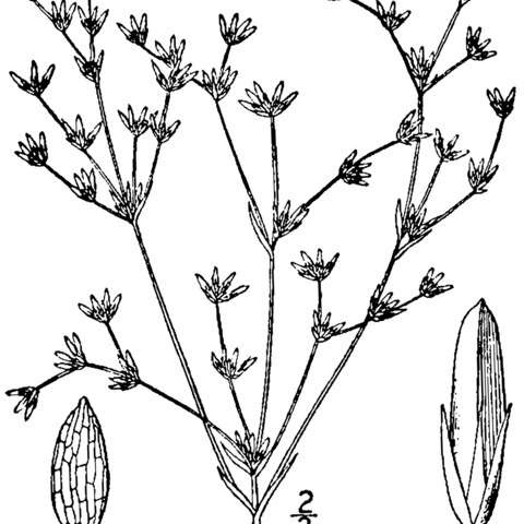 Juncus diffusissimus unspecified picture