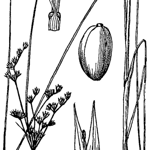 Juncus dudleyi unspecified picture