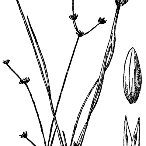 Juncus debilis unspecified picture