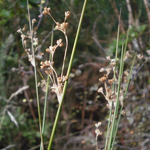 Juncus edgariae unspecified picture