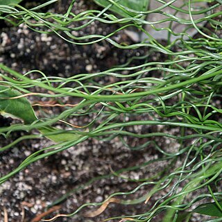 Juncus decipiens unspecified picture