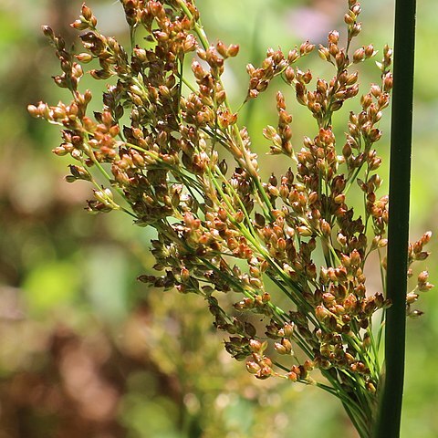 Juncus continuus unspecified picture