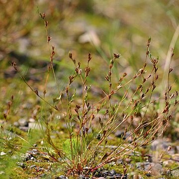 Juncus ranarius unspecified picture