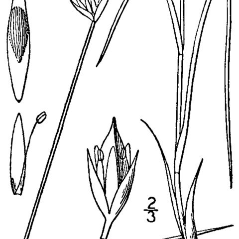 Juncus stygius unspecified picture