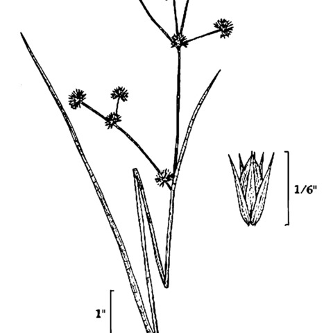 Juncus subcaudatus unspecified picture