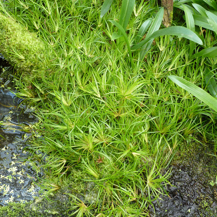 Juncus repens unspecified picture