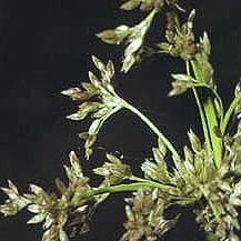 Juncus roemerianus unspecified picture