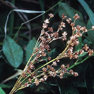 Juncus biflorus unspecified picture