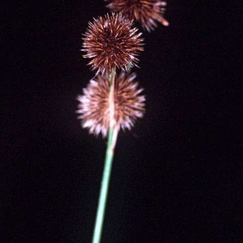 Juncus brachycarpus unspecified picture