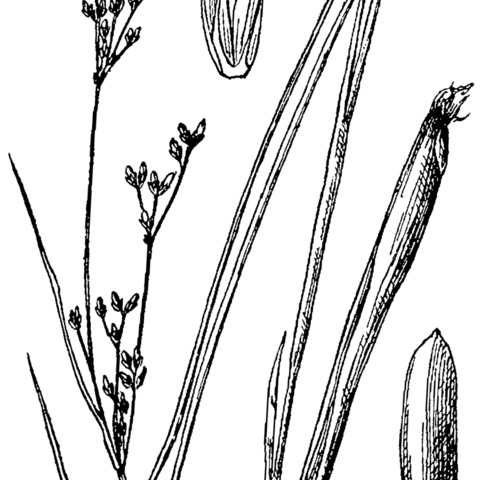 Juncus brevicaudatus unspecified picture