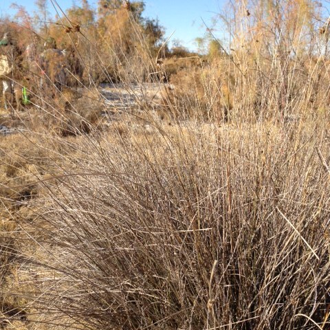 Juncus cooperi unspecified picture