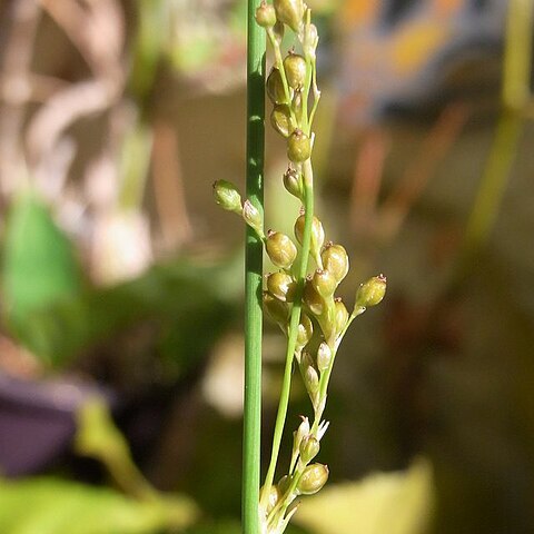 Juncus subsecundus unspecified picture