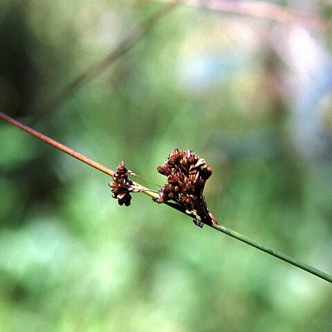 Juncus lesueurii unspecified picture