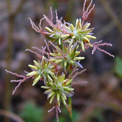 Juncus macrophyllus unspecified picture