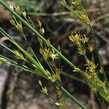 Juncus dubius unspecified picture