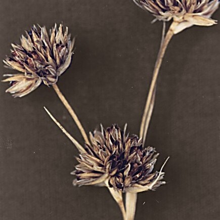 Juncus regelii unspecified picture