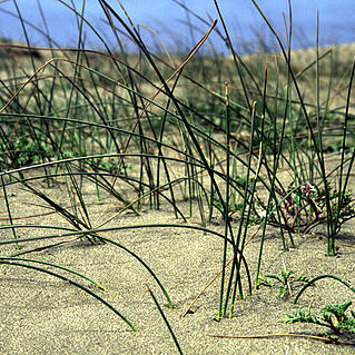 Juncus breweri unspecified picture