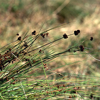 Juncus bolanderi unspecified picture