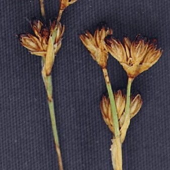 Juncus covillei unspecified picture