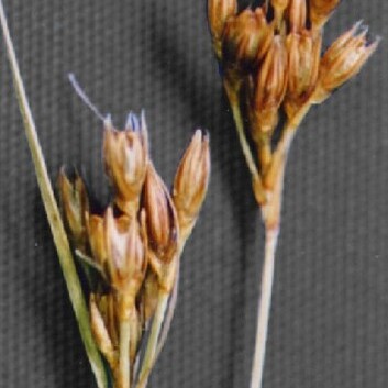 Juncus confusus unspecified picture