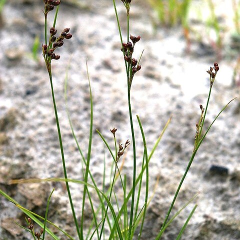 Juncus unspecified picture