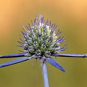 Eryngium bithynicum unspecified picture