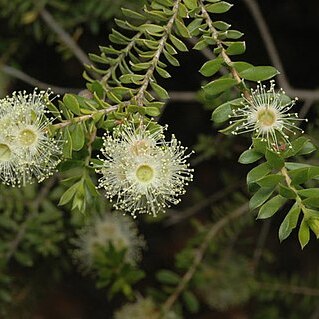 Kunzea flavescens unspecified picture