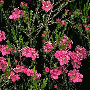 Kunzea pauciflora unspecified picture