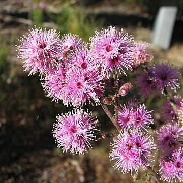 Kunzea parvifolia unspecified picture