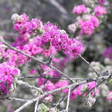 Kunzea preissiana unspecified picture