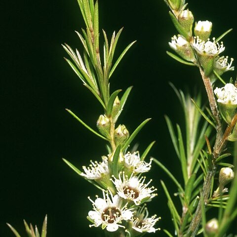 Kunzea linearis unspecified picture