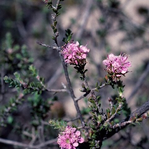 Kunzea micromera unspecified picture