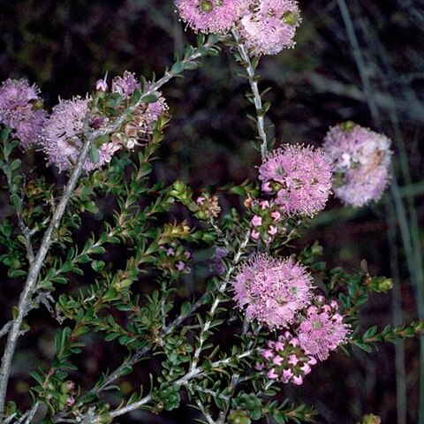 Kunzea micrantha unspecified picture