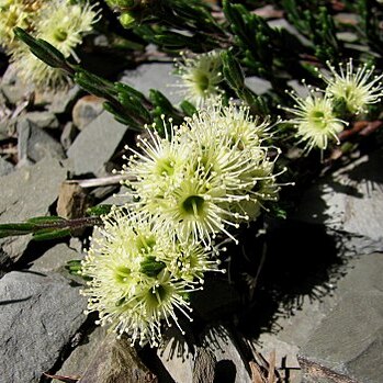 Kunzea muelleri unspecified picture