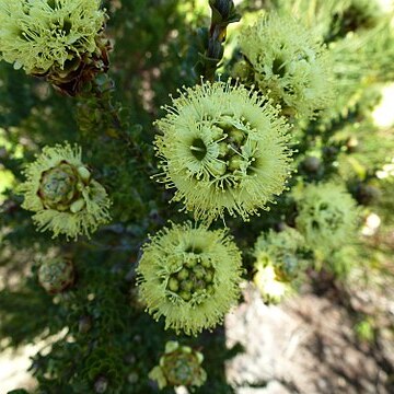 Kunzea montana unspecified picture