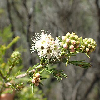 Kunzea spathulata unspecified picture