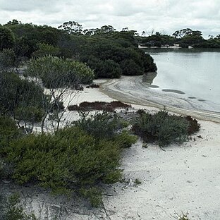 Kunzea salina unspecified picture