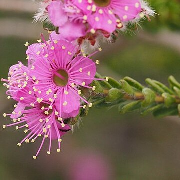 Kunzea similis unspecified picture