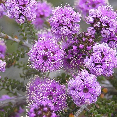 Kunzea recurva unspecified picture