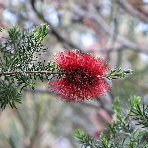 Kunzea baxteri unspecified picture