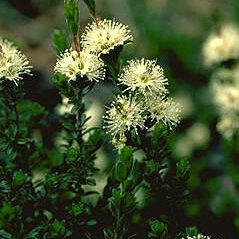 Kunzea cambagei unspecified picture