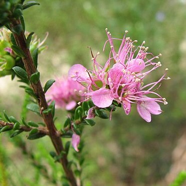 Kunzea jucunda unspecified picture