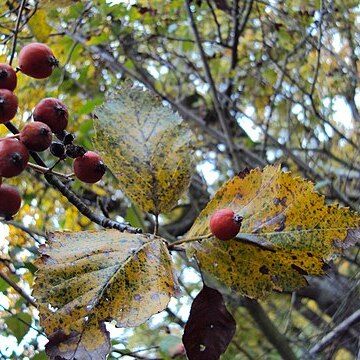 Karpatiosorbus alnifrons unspecified picture